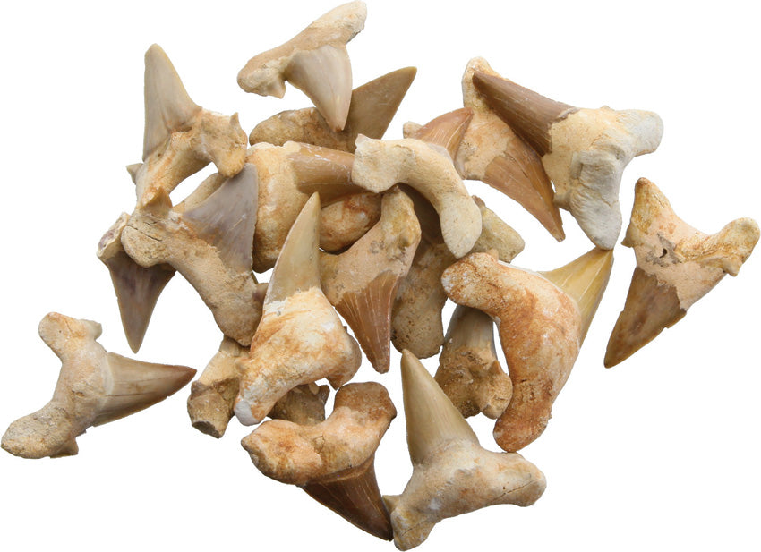 Arrowhead Shark Tooth Fossils 1.5 Inch 30333024 (BAG OF 20)